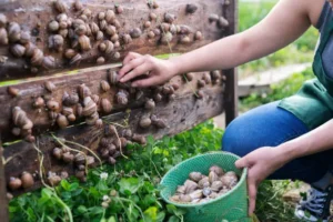 Ouvriers Agricoles Roumains