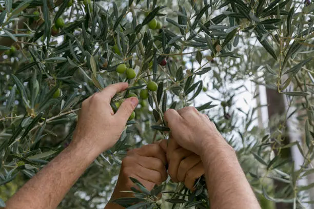 intérim ouvrier agricole