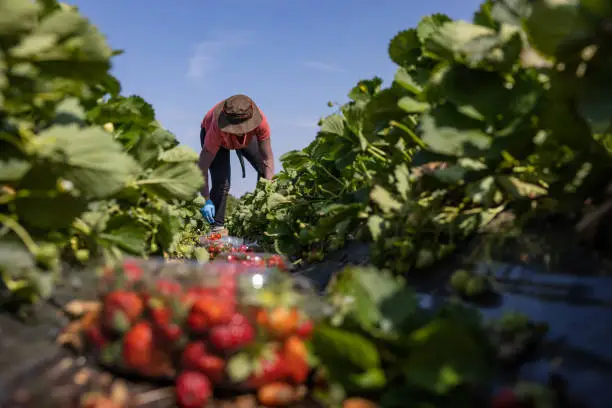 ouvriers agricoles roumains