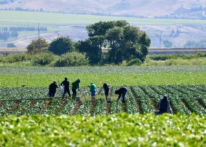 ouvriers agricoles