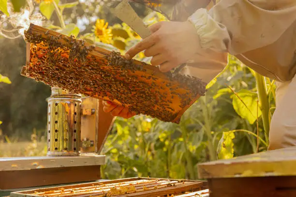 Emploi et de Revenu en Apiculture
