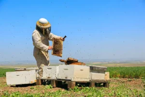 Emploi et de Revenu en Apiculture
