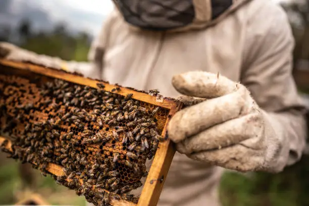 Emploi et de Revenu en Apiculture