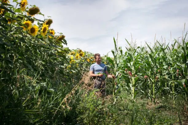 Ouvriers Agricoles Roumains en Europe