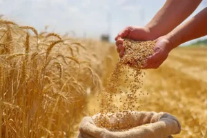 ouvriers agricoles roumains