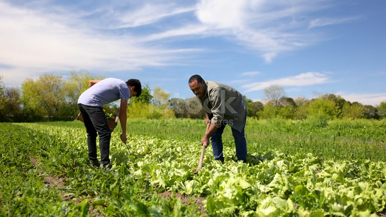 ouvriers agricoles roumains
